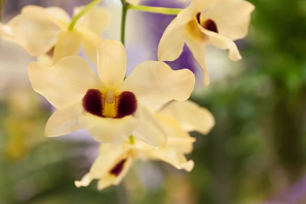 Orquídeas no jardim — Fotografia de Stock