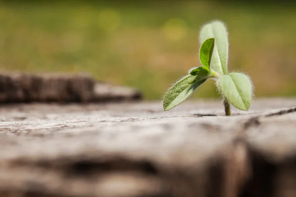 Jonge plant groeit in de spleet van de stompen blijft. — Stockfoto