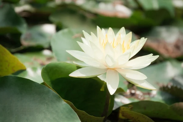 White lotus or water lily — Stock Photo, Image