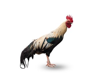 Beyaz arkaplanda izole edilmiş tavuk 