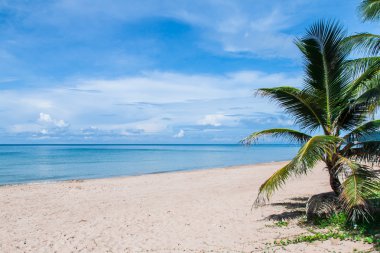 Mavi gökyüzü ile plajda palmiye ağacı