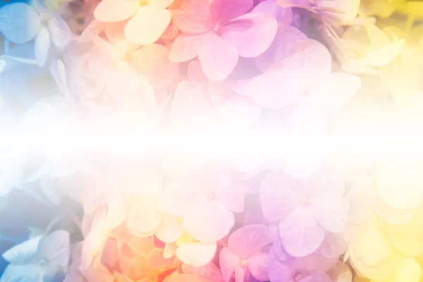 Hydrangea flower  in colorful effect style, in soft focus — Stock Photo, Image