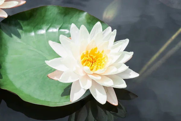 Witte lotus of water lily — Stockfoto