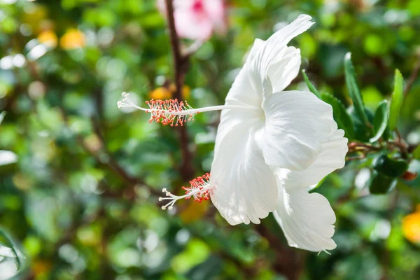 White Hibiscus flower — Stock Photo, Image