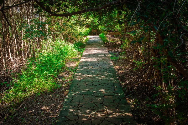 Ormandaki taşlı yolu — Stok fotoğraf