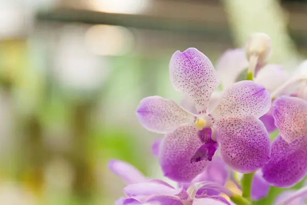 Belas orquídeas roxas — Fotografia de Stock