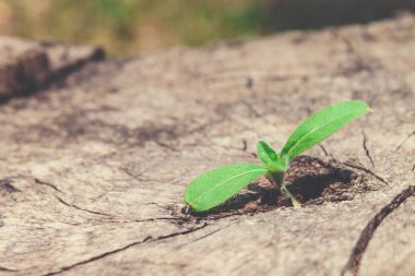 genç bitki kalıntıları stumps.selective foc boşlukta büyüyen