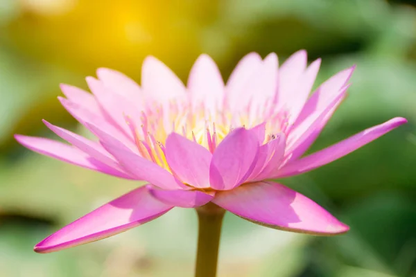 Pink  lotus or water lily in the garden with flare — Stock Photo, Image