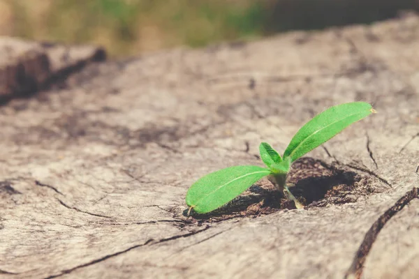 Jeune plante poussant dans la fissure des souches restantes.sélectif foc — Photo