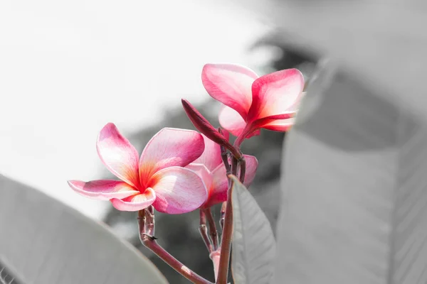 Röd frangipani (plumeria) — Stockfoto