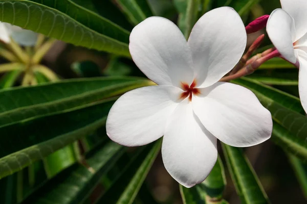 Witte frangipani bloemen in park — Stockfoto