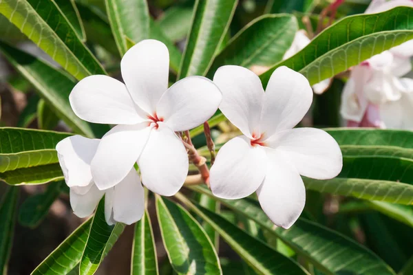 Fleurs blanches Frangipani dans le parc — Photo