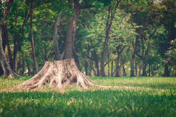 Baumstumpf im Wald — Stockfoto