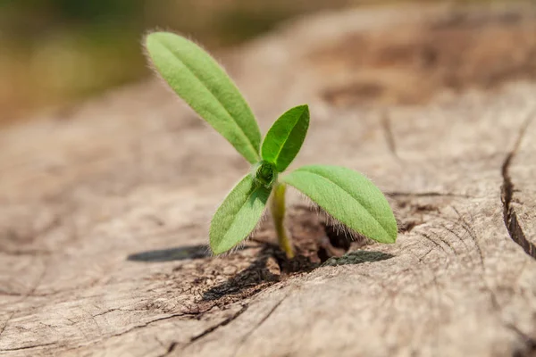 Jonge plant groeit in de spleet van de stompen blijft. — Stockfoto