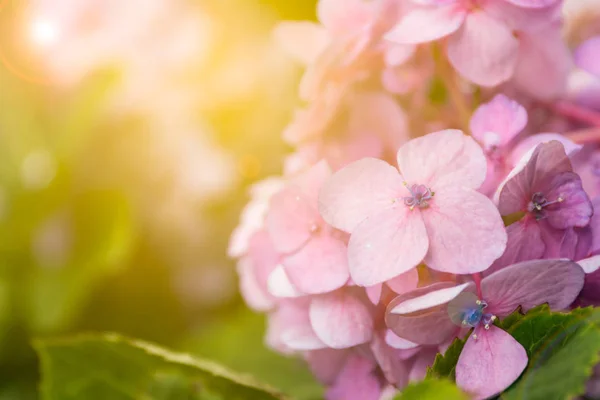 クローズ アップ庭園でピンクのアジサイ — ストック写真
