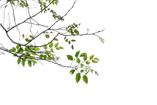 Gröna blad eller löv, förgrena sig isolerade på vit bakgrund — Stockfoto