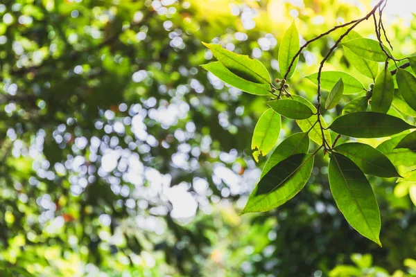 Branch and green leaf in the forest, nature background — Stock Photo, Image