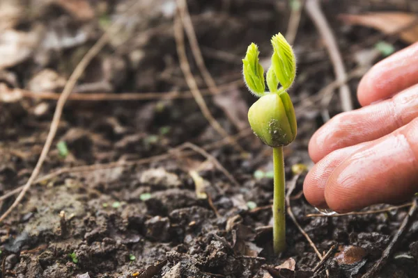 Farmer's hand drenken een jonge plant, landbouw concept . — Stockfoto