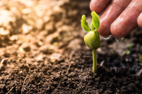 Mão de agricultor regar uma planta jovem, conceito de agricultura. conceito de responsabilidade social corporativa . — Fotografia de Stock