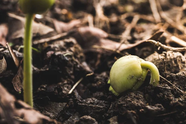 Jeune plante poussant dans le sol, concept d'agriculture  . — Photo