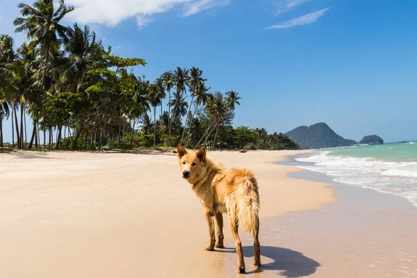 해변에서 카메라 보면 개 — 스톡 사진