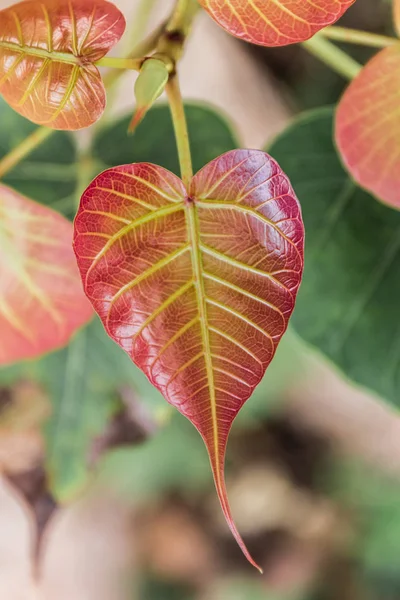 Red Bodhi leaf, nature background — Stock Photo, Image