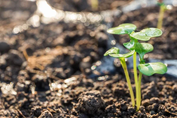 Chou frisé chinois dans le plateau de semis après arrosage, potager pour une bonne santé — Photo