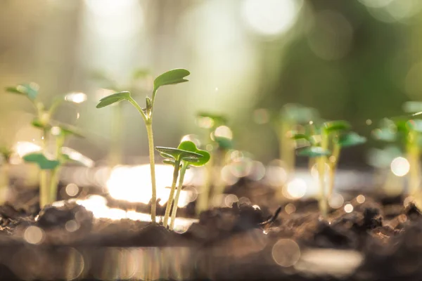 Çince lahana taze toprak, tarım kavramı büyüyen bitki .