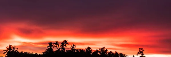 Panorama Fundo Natureza Pôr Sol Com Silhueta Palmeira Floresta Céu — Fotografia de Stock