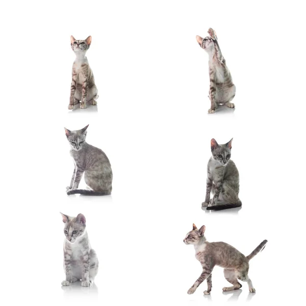 กลุ่มของแมวตัวเล็ก ๆ ที่แยกกันบนพื้นหลังสีขาว — ภาพถ่ายสต็อก