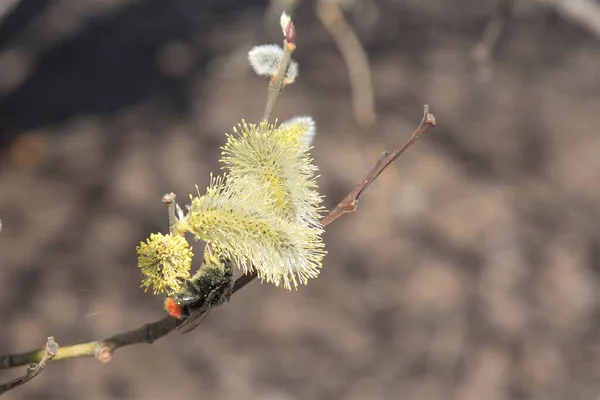 Spirande Pilträd Och Första Insekterna Som Samlar Nektar Sig — Stockfoto