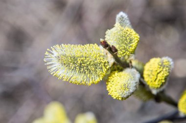 the blossoming buds of pussy willow in early spring