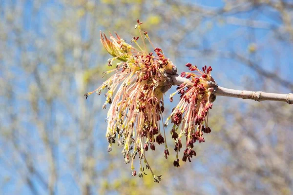 blossoming blossoms of a maple tree in early spring