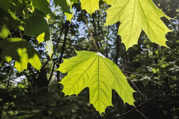 Insetti Calabroni Fiori Giovani Foglie Verdi Nel Mese Maggio — Foto Stock