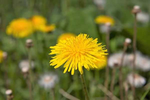 タンポポは最初の春の花の一つです — ストック写真