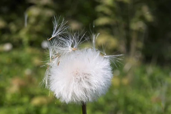 Graines Pissenlit Sur Une Fleur Fanée — Photo