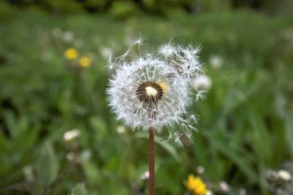 Frühlingsblumen Feldlöwenzahn — Stockfoto