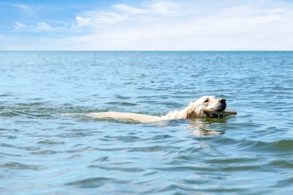 Golden Retriever swimming in blue ocean — Stock Photo, Image