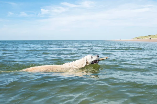 Golden Retriever swimming in blue ocean — Stock Photo, Image