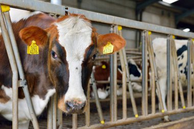 İstikrarlı süt inekleri