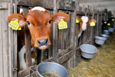 İstikrarlı süt inekleri