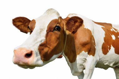 Beyaz izole kahverengi holstein süt ineği