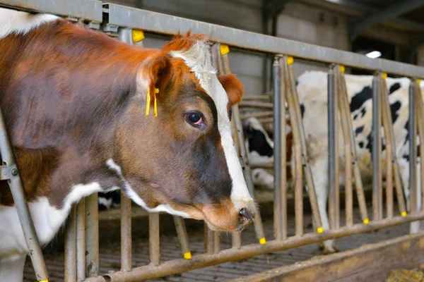 Dairy cows in stable — Stock Photo, Image