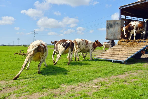 Cows run into field after livestocl transport — Stock Photo, Image