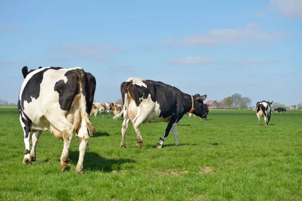 Cows run into field after livestocl transport — Stock Photo, Image