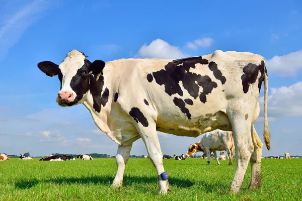 Diary cow in field — Stock Photo, Image