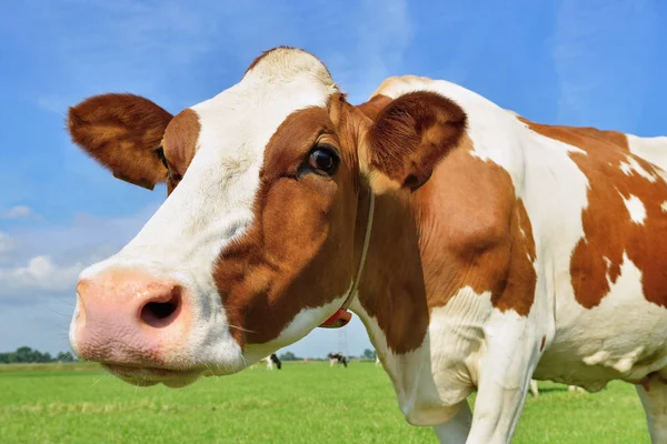 Dairy cow in summer meadow — Stock Photo, Image