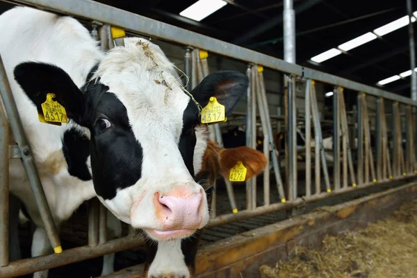 Vacas leiteiras em estábulo Imagem De Stock