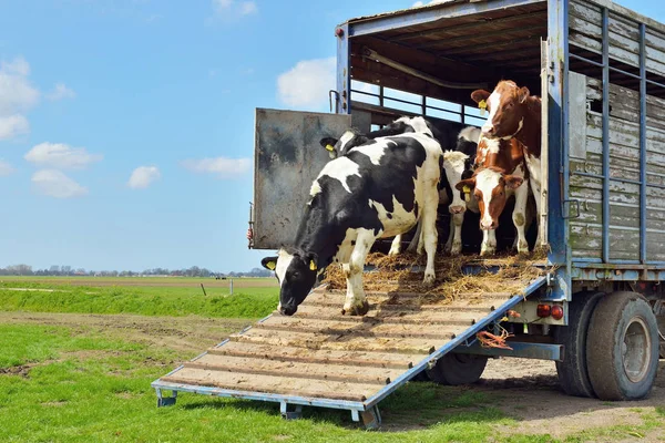 Les vaches courent dans le champ après le transport de bétail Image En Vente