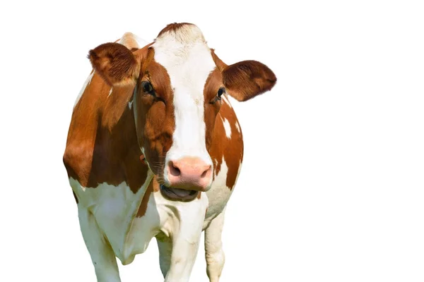 Καφετιά αγελάδα γαλακτοπαραγωγής Χολστάιν απομονωθεί σε λευκό Εικόνα Αρχείου